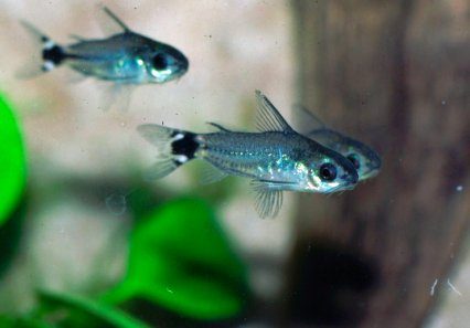 dwarf-corydoras-tail-spot-pygmy-catfish-information-and-wiki-dwarf-corydoras-for-sale-and-where-to-buy-aquaticmag-2-1651912
