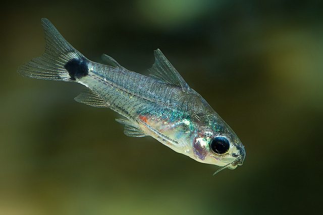dwarf-corydoras-tail-spot-pygmy-catfish-information-and-wiki-dwarf-corydoras-for-sale-and-where-to-buy-aquaticmag-4-8474137