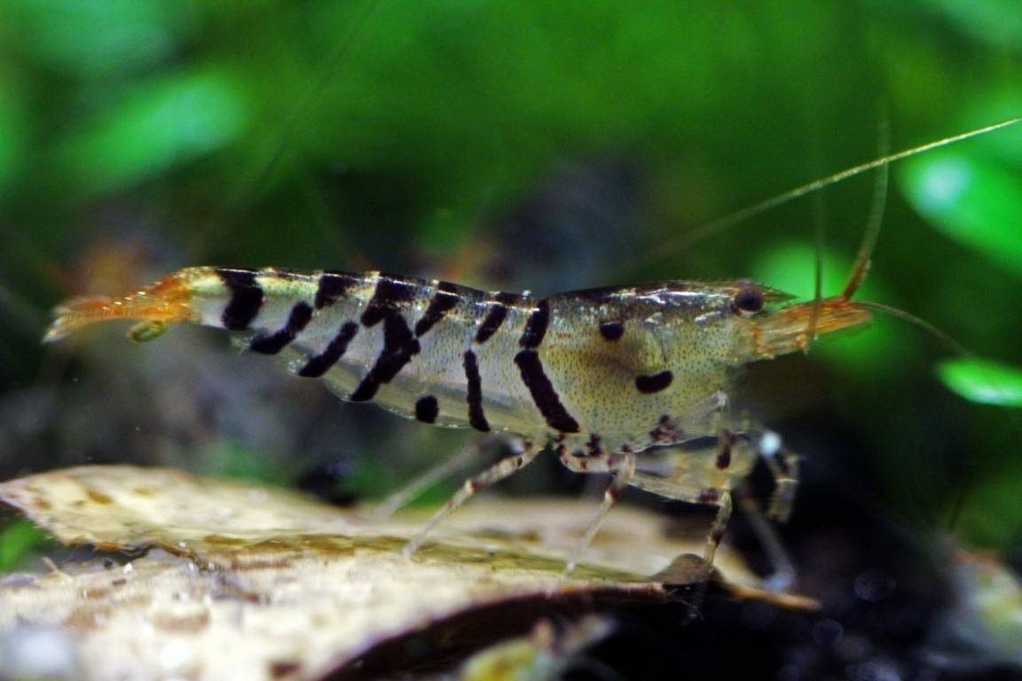 super-tiger-shrimp-caridina-cf-cantonensis-super-tiger-information-super-tiger-shrimp-for-sale-and-where-to-buy-online-buying-super-tiger-shrimp-aquatic-mag-5-5925878