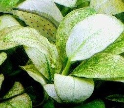 anubias-nana-snow-white-aquatic-plant-for-sale-and-where-to-buy-aquaticmag-254x220-6102261