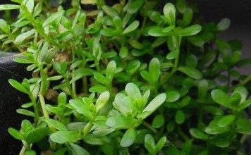 bacopa-monnieri-emersed-aquatic-plant-for-sale-and-where-to-buy-aquaticmag-356x220-6645553
