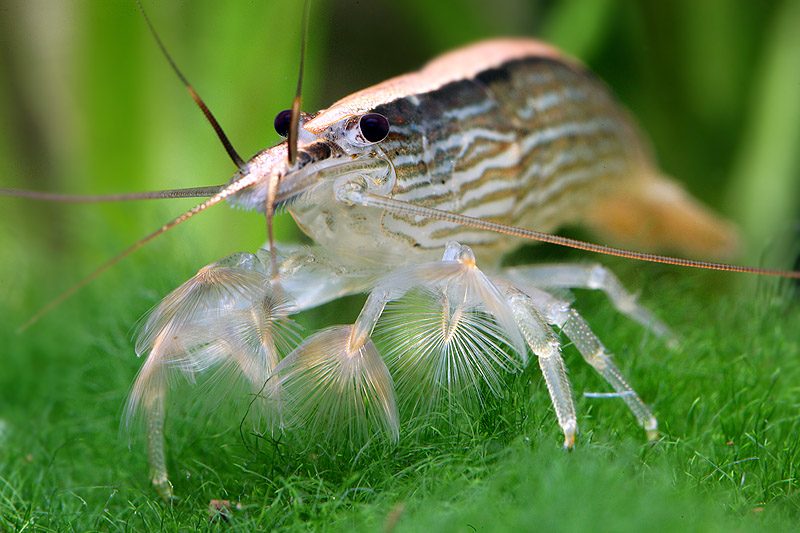 bamboo-shrimp-information-banana-shrimp-singapore-flower-shrimp-singapore-wood-shrimp-atyopsis-moluccensis-redcherryshrimp-3-5204369