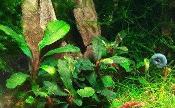 bucephalandra-lamandau-green-aquatic-plant-for-sale-and-where-to-buy-aquaticmag-356x220-5011952