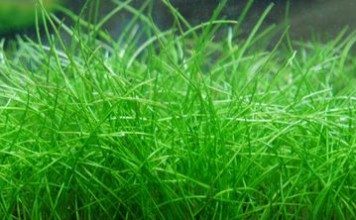 eleocharis-belem-dwarf-hair-grass-dhg-belem-foreground-carpeting-plant-for-sale-and-where-to-buy-aquaticmag-356x220-2585418