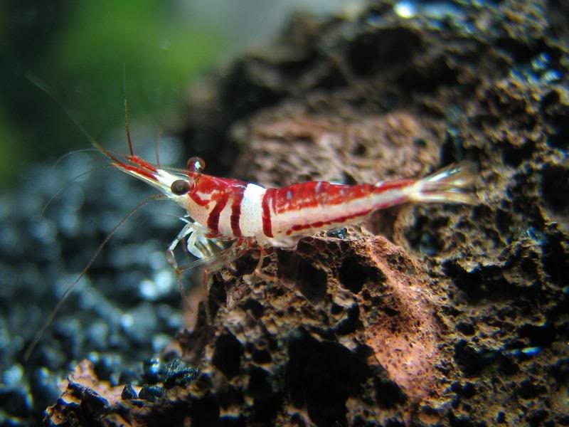 harlequin-shrimp-sulawesi-harlequin-information-and-where-to-buy-them-aquaticmag-1-6281011