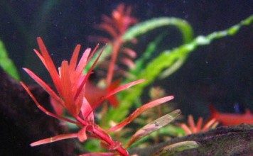 rotala-singapore-aquatic-plant-for-sale-and-where-to-buy-aquaticmag-356x220-5662464