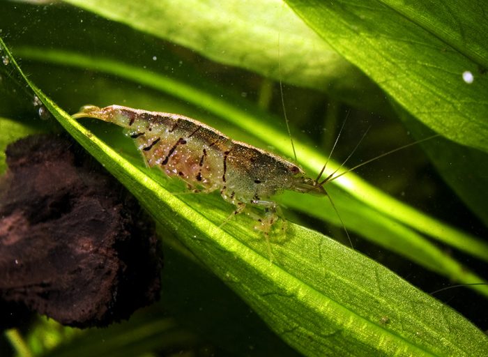 tiger-shrimp-caridina-cf-cantonensis-tiger-information-tiger-shrimp-for-sale-and-where-to-buy-cheap-tiger-shrimp-aquatic-mag-3-1747734
