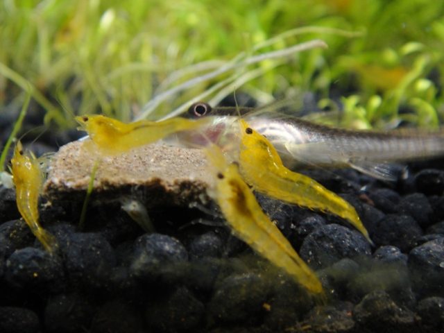 yellow-shrimp-feeding-yellow-cherry-shrimp-for-sale-neocaridina-heteropoda-var-yellow-information-on-yellow-shrimp-redcherryshrimp-7848606