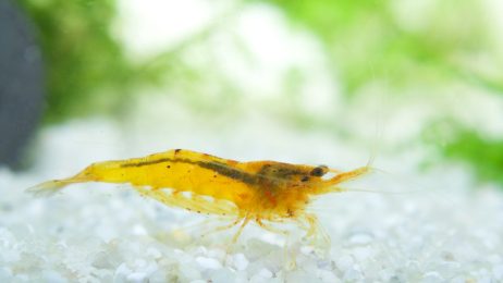 yellow-shrimp-yellow-cherry-shrimp-for-sale-information-on-yellow-shrimp-aquaticmag-1-6336460
