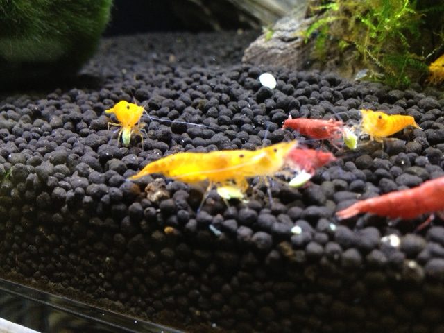 yellow-shrimp-yellow-cherry-shrimp-for-sale-information-on-yellow-shrimp-aquaticmag-2-1086126