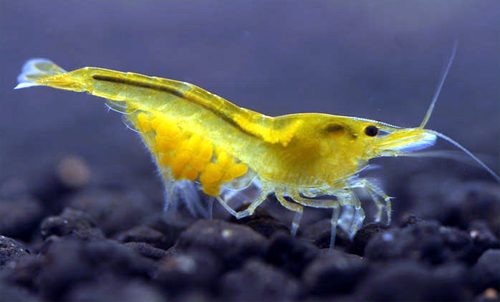 yellow-shrimp-yellow-cherry-shrimp-for-sale-information-on-yellow-shrimp-aquaticmag-3-5192278