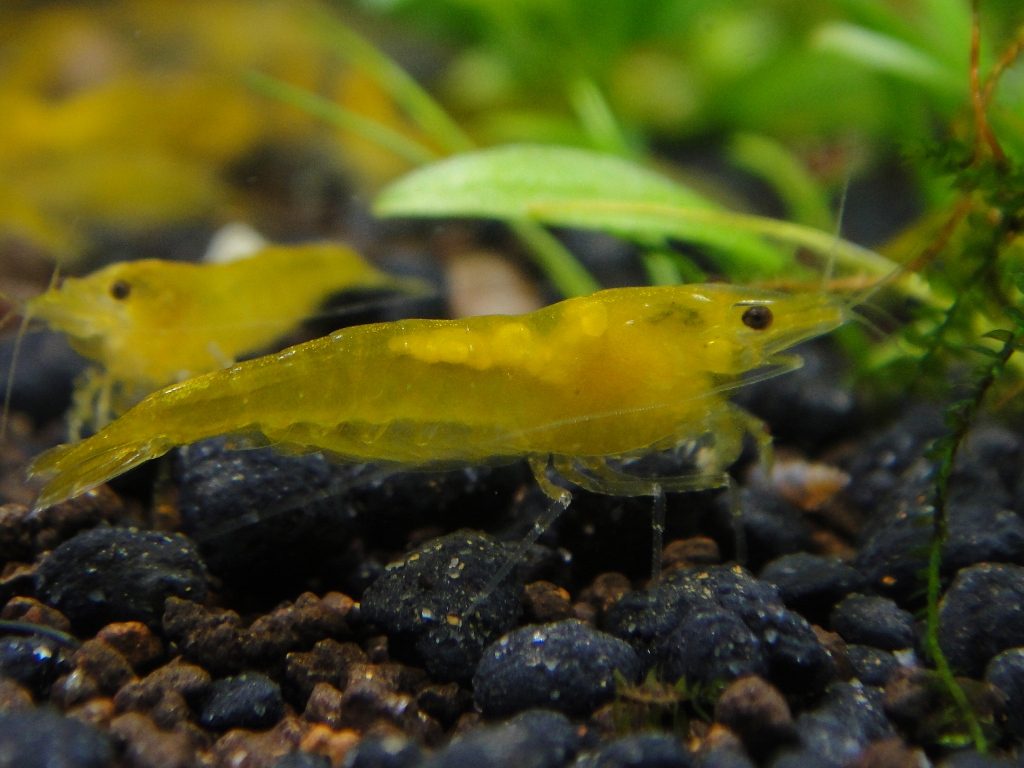 yellow-shrimp-saddle-yellow-cherry-shrimp-for-sale-neocaridina-heteropoda-var-yellow-information-on-yellow-shrimp-redcherryshrimp-1137453