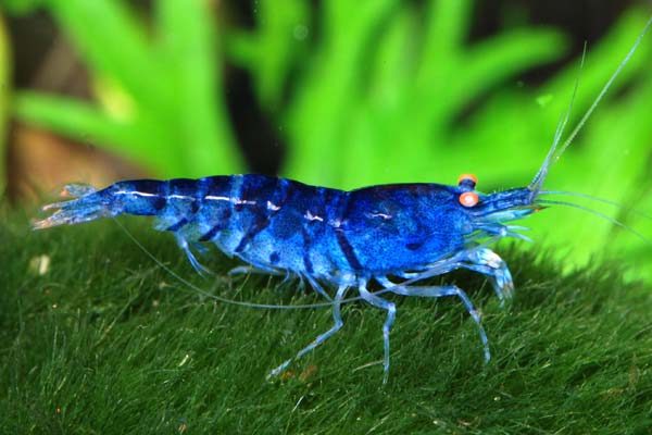caridina-cantonensis-blue-tiger-shrimp-information-and-wiki-blue-tiger-shrimp-for-sale-and-where-to-buy-aquaticmag-3-8278392
