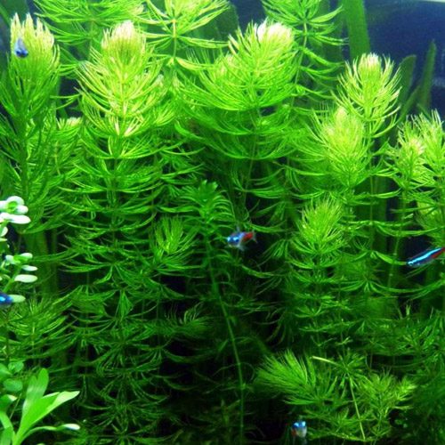 ceratophyllum-demersum-hornwort-floating-aquatic-plant-for-sale-and-where-to-buy-aquaticmag-8835847