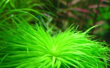 syngonanthus-sp-madeira-aquatic-plant-for-sale-and-where-to-buy-aquaticmag-356x220-8718707