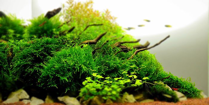 christmas-moss-best-aquascaping-aquarium-plant-to-use-aquaticmag-3685391