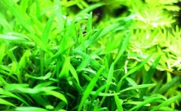 cryptocoryne-parva-crypt-background-plant-for-sale-and-where-to-buy-aquaticmag-356x220-1732270