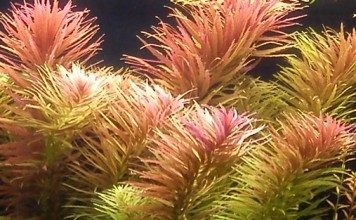 limnophila-aromatica-aquatic-plant-for-sale-and-where-to-buy-aquaticmag-356x220-5949003