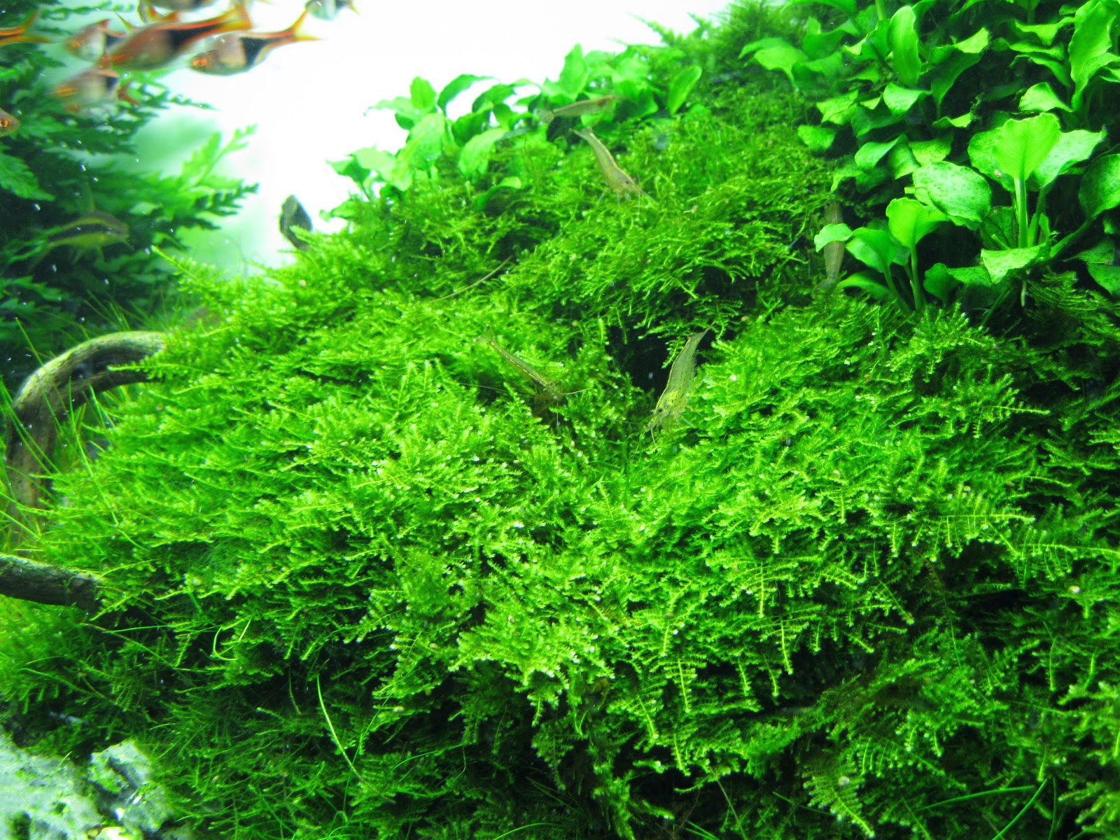 vesicularia-montagnei-christmas-moss-caresheet-information-x-mas-moss-for-sale-and-where-to-buy-aquaticmag-1-3340490