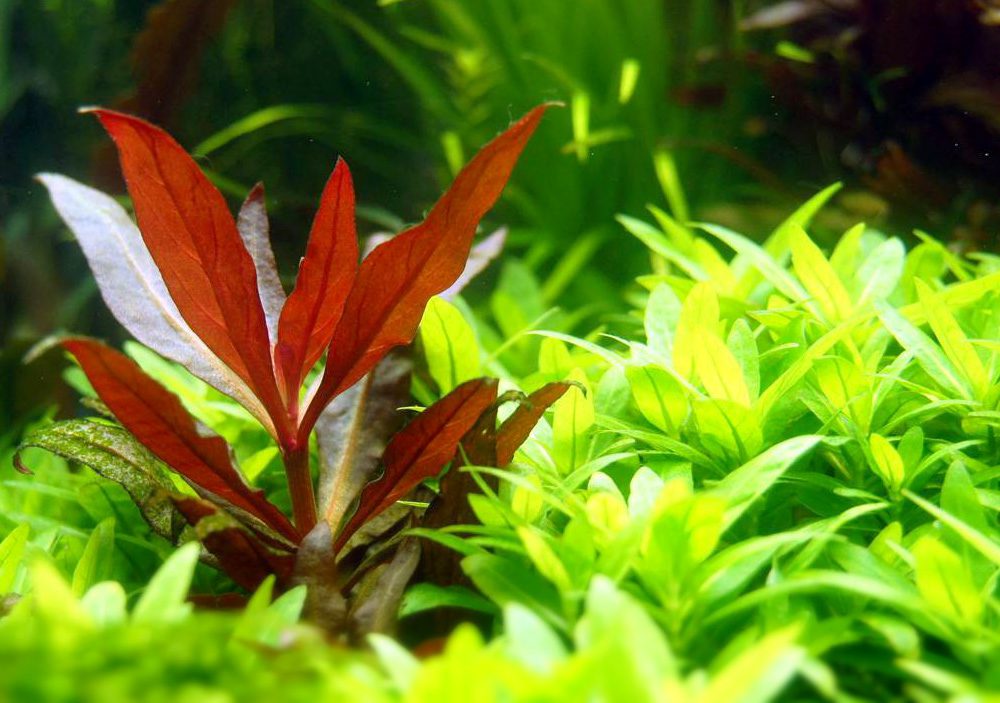 alternanthera-reineckii-mini-care-sheet-reineckii-mini-for-sale-and-where-to-buy-aquaticmag-5-8874917