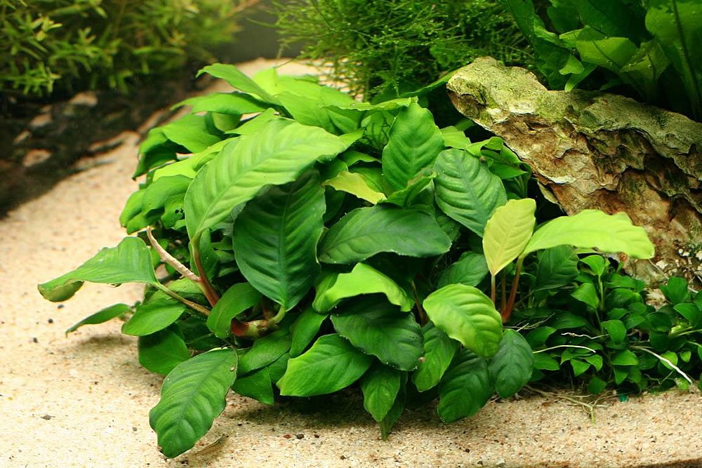 anubias-coffefolia-caresheet-information-anubias-coffeefolia-for-sale-and-where-to-buy-aquaticmag-7-9247712
