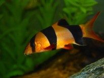 clown-loach-information-and-wiki-clown-loach-for-sale-and-where-to-buy-aquaticmag-1-205x155-6490060