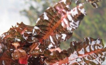 cryptocoryne-metallic-red-crypt-background-plant-for-sale-and-where-to-buy-aquaticmag-356x220-8002959