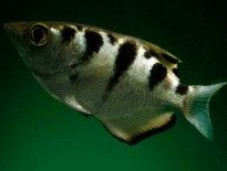 banded-archerfish-breeding-and-feeding-toxotes-jaculator-spinner-fish-profile-and-care-sheet-archer-fish-for-sale-and-where-to-buy-aquaticmag-5-205x155-5696799