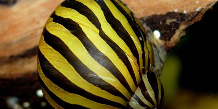 aquarium-snails-nerite-snail-clean-up-crew-aquaticmag-2425265