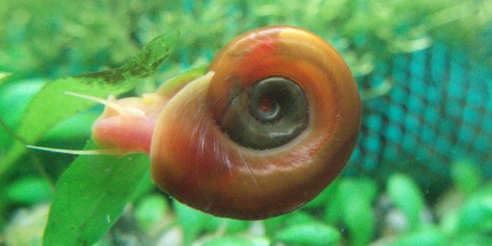 aquarium-snails-ramshorn-snail-clean-up-crew-aquaticmag-8728043