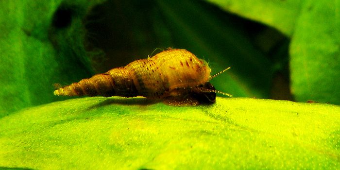 aquarium-snails-trumpet-snail-clean-up-crew-aquaticmag-7515705