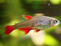 bloodfin-tetra-aphyocharax-anisitsi-caresheet-information-bloodfin-tetra-for-sale-and-where-to-buy-aquaticmag-1-205x155-4063337