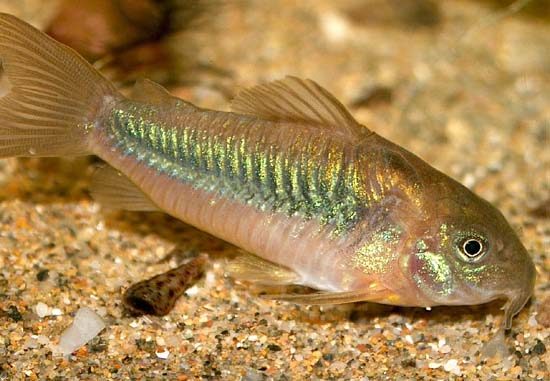 bronze-corydora-green-corydoras-bronze-catfish-lightspot-corydoras-or-wavy-catfish-information-and-wiki-bronze-corydora-for-sale-and-where-to-buy-aquaticmag-2-3972903