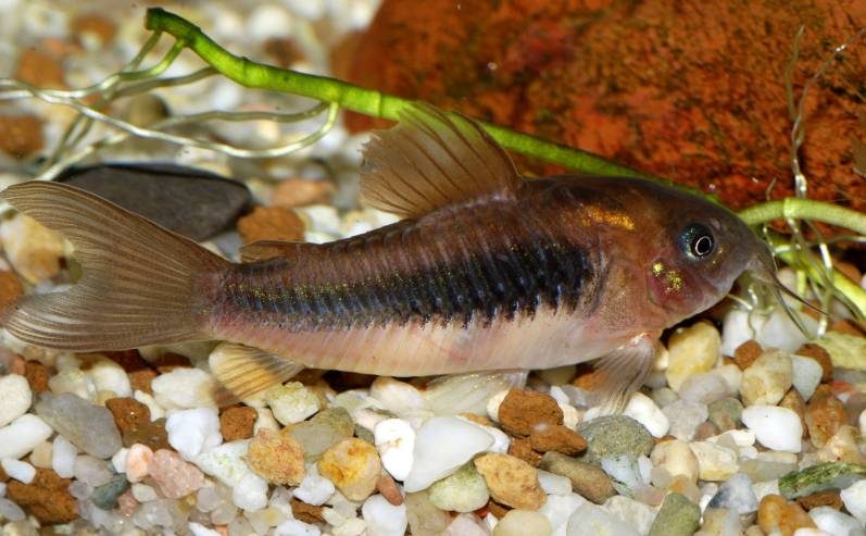 bronze-corydora-green-corydoras-bronze-catfish-lightspot-corydoras-or-wavy-catfish-information-and-wiki-bronze-corydora-for-sale-and-where-to-buy-aquaticmag-5-2496334