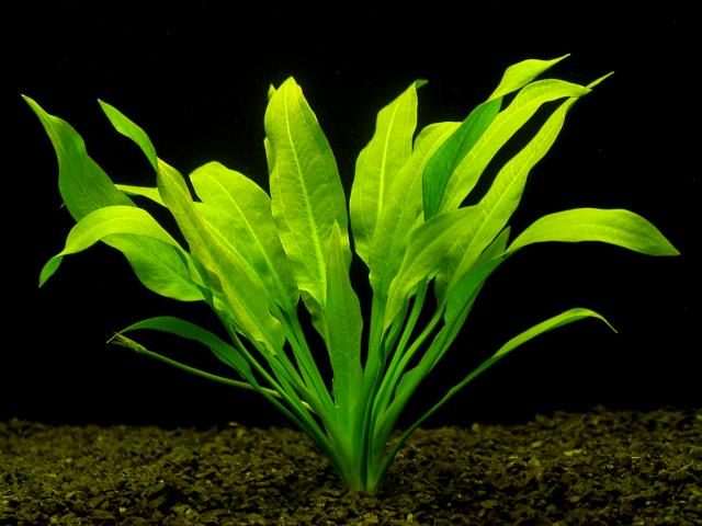 echinodorus-amazonicus-amazon-sword-aquatic-plant-for-sale-and-where-to-buy-aquaticmag-5890975