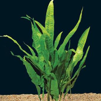 java-fern-bareroot-for-sale-and-where-to-buy-aquaticmag-4181449