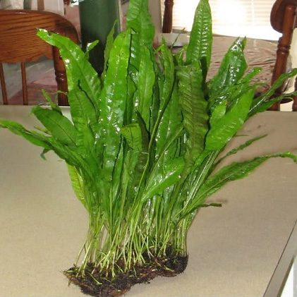 java-fern-mat-for-sale-and-where-to-buy-aquaticmag-7331801