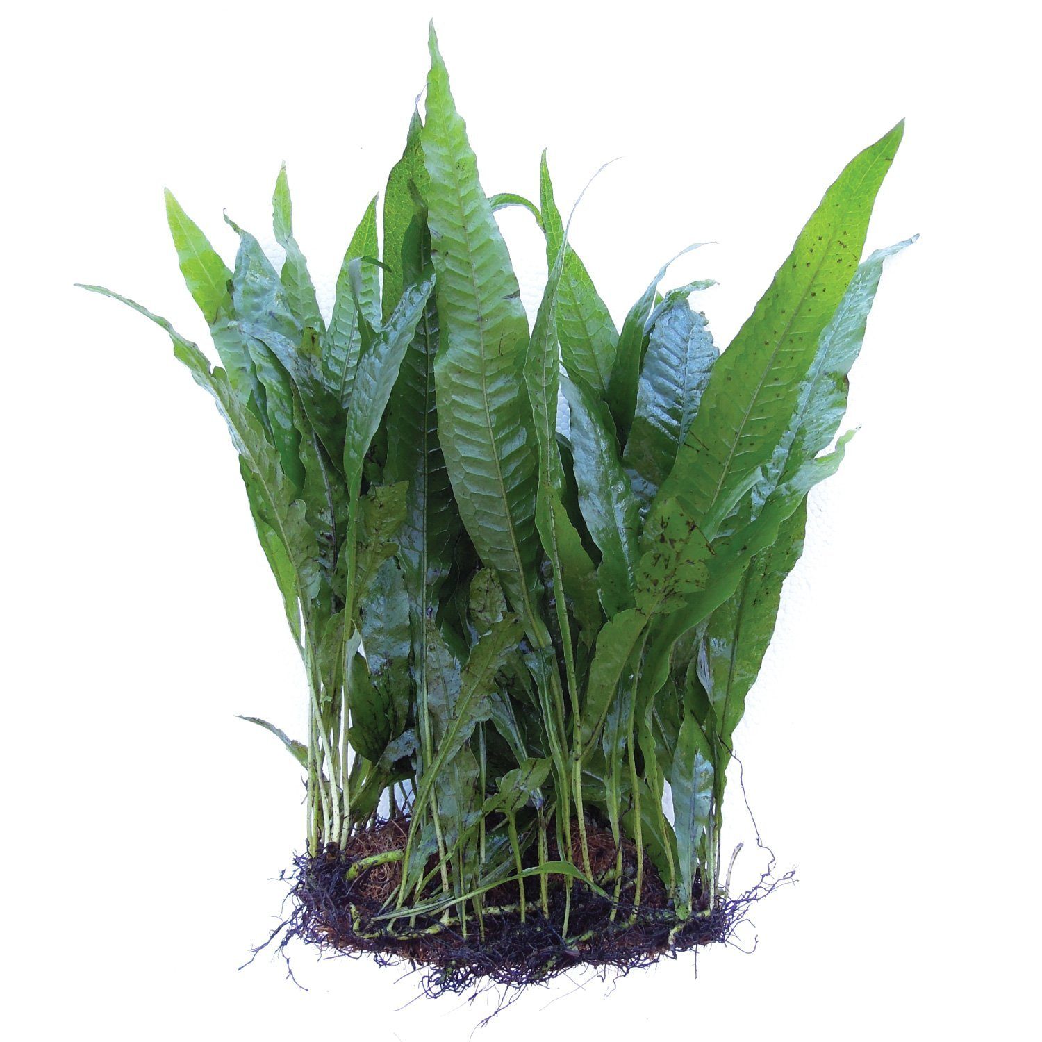 microsorum-pteropus-large-java-fern-mat-for-sale-and-where-to-buy-aquaticmag-8591648