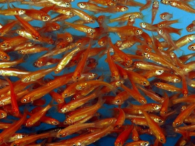 rosy-red-minnow-information-rosy-red-minnow-for-sale-and-where-to-buy-aquaticmag-2-1109886