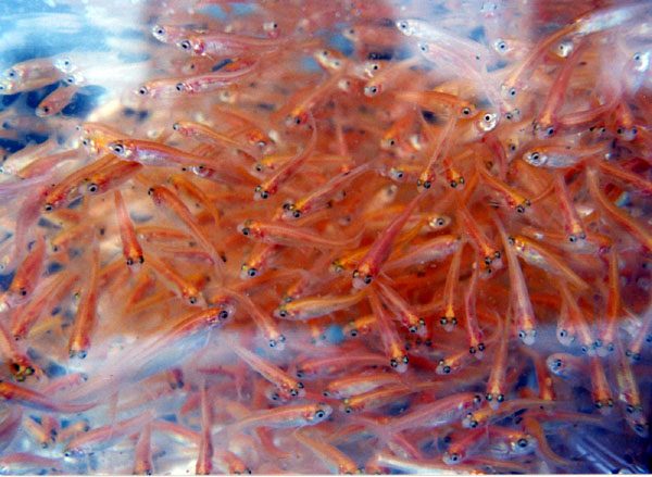 rosy-red-minnow-information-rosy-red-minnow-for-sale-and-where-to-buy-aquaticmag-3-5348087