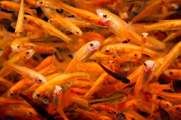 rosy-red-minnow-information-rosy-red-minnow-for-sale-and-where-to-buy-aquaticmag-4-3119224