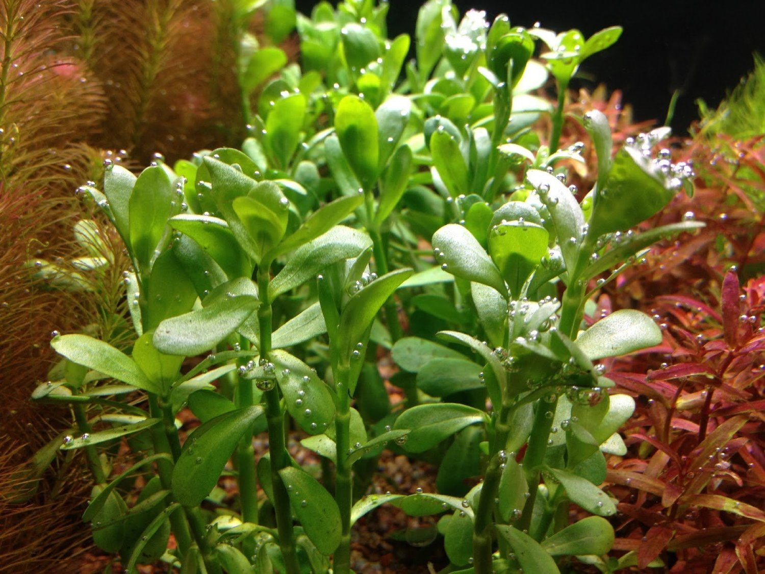 bacopa-monnieri-caresheet-moneywort-information-where-to-buy-and-for-sale-aquaticmag-2-8874069