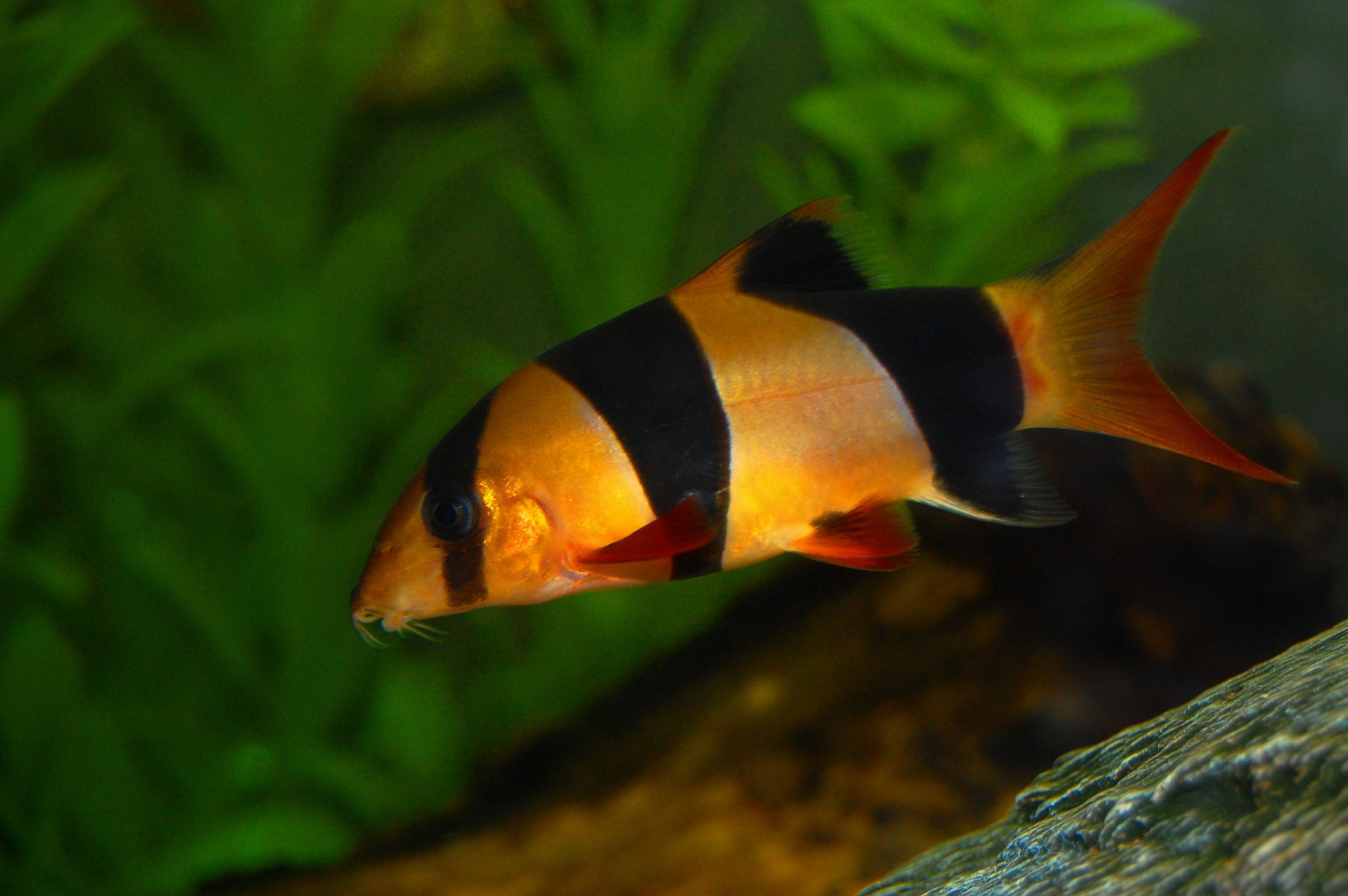 clown-loach-information-and-wiki-clown-loach-for-sale-and-where-to-buy-aquaticmag-1-7240170