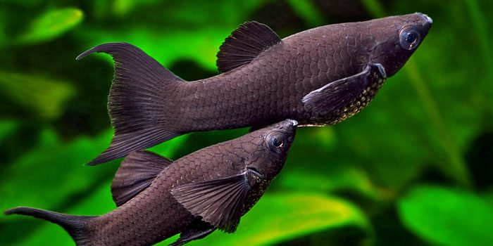 black-molly-best-freshwater-aquarium-fish-for-beginners-easy-fish-for-fish-tanks-aquaticmag-4338449