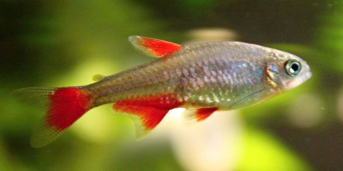 blood-fin-tetras-best-freshwater-aquarium-fish-for-beginners-easy-fish-for-fish-tanks-aquaticmag-8708582