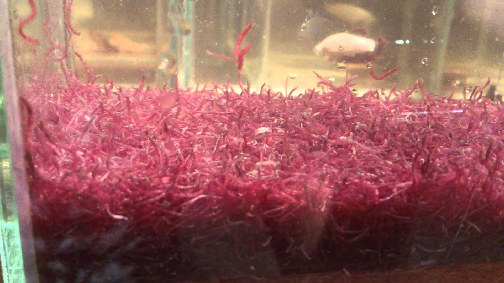blood-worms-for-tropical-fish-bloodworms-culture-breeding-for-sale-aquaticmag-6-2821364