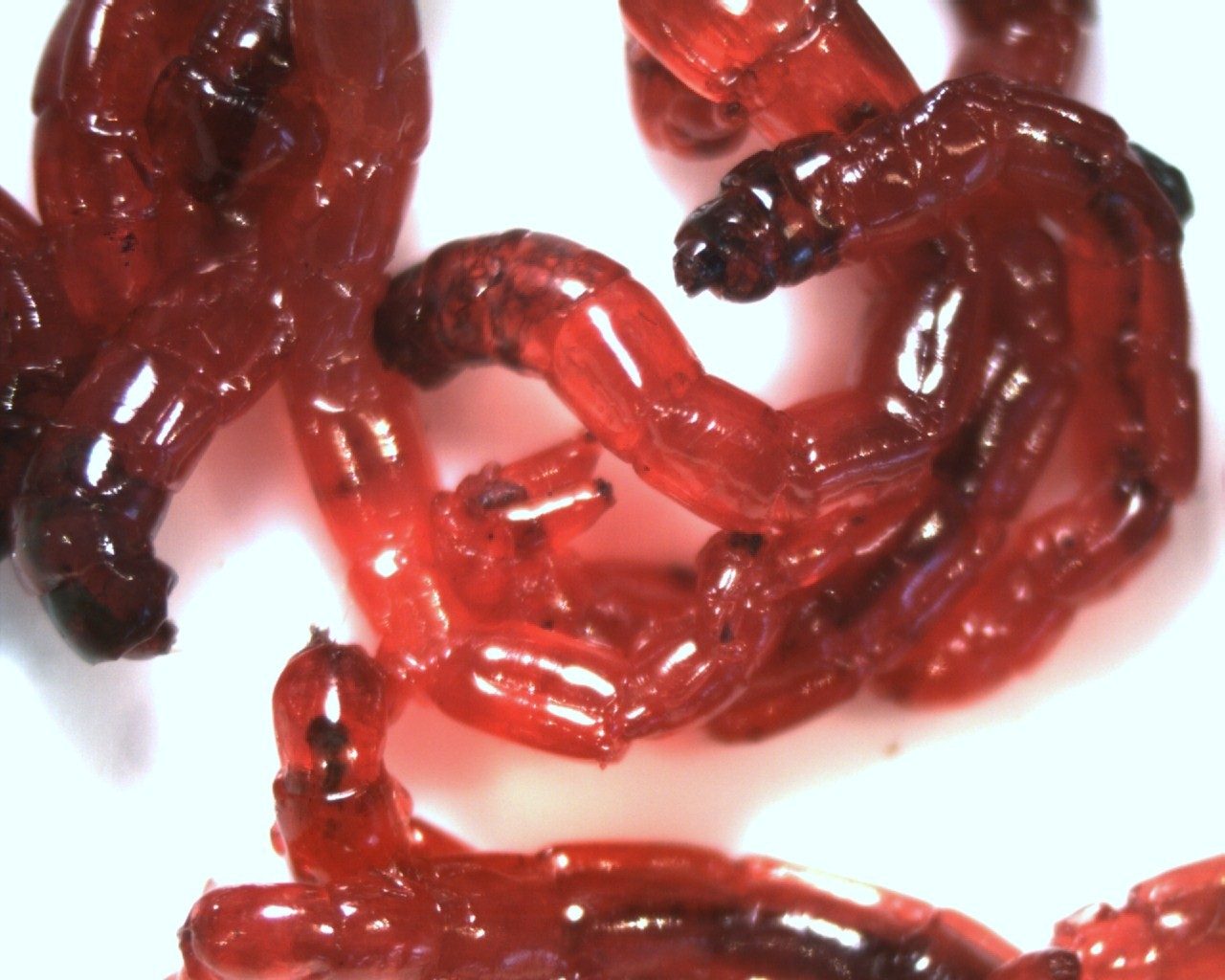 blood-worms-for-tropical-fish-bloodworms-culture-breeding-for-sale-aquaticmag-7-1764721
