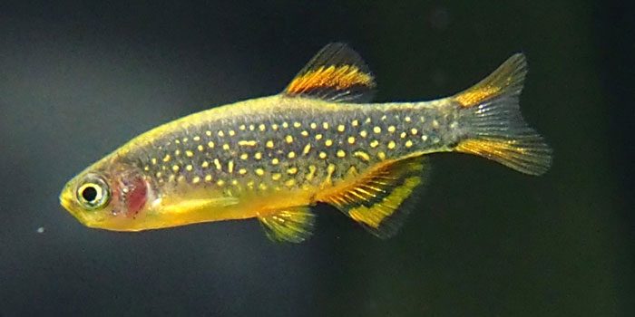 danios-best-freshwater-aquarium-fish-for-beginners-easy-fish-for-fish-tanks-aquaticmag-9162766