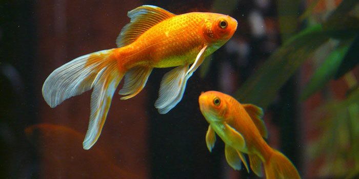 gold-fish-best-freshwater-aquarium-fish-for-beginners-easy-fish-for-fish-tanks-aquaticmag-2611971