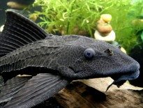 hypostomus-plecostomus-common-pleco-catfish-information-suckermouth-pleco-for-sale-and-where-to-buy-aquatic-mag-7-205x155-6791439